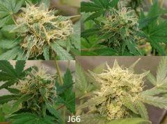 (58) J66a