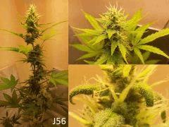 (50) J56a