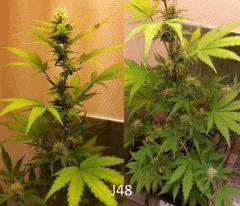 (42) J48a