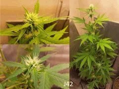 (38) J42a