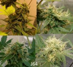 (57) J64b