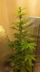 Amnesia Auto J47