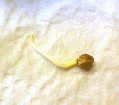 Germination J3