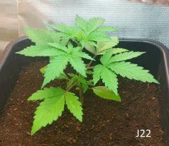 (22) J122a