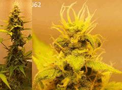 (54) J62a