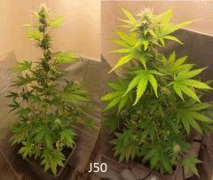 (44) J50a
