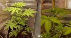 (28) J30a