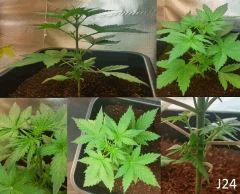 (23) J24a