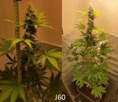 (53) J60a