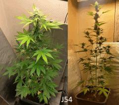 (48) J54a