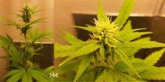 (40) J44b