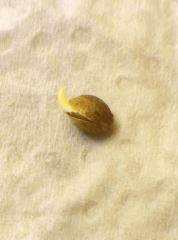 Germination J2