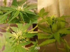 (36) J38b