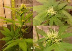 (37) J40a