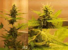 (46) J52a