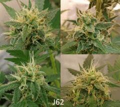 (55) J62b