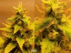 (59) J66b
