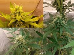 (49) J54b