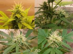(45) J50b