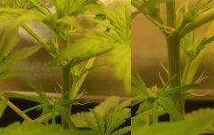 (26) Pistils