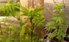 (33) J36a