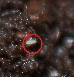 gallery_659888_4852_20860.jpg