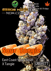 SourTangie Front