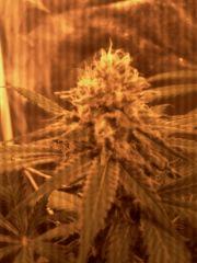 Big Kush Dinafem f+40