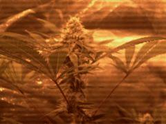 Big Kush Dinafem f+40