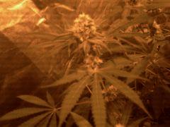Big Kush Dinafem f+40