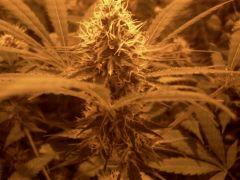 Big Kush dinafem