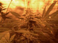 Big Kush Dinafem f+40