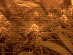 Big Kush Dinafem f+40