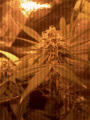 Big Kush Dinafem f+40