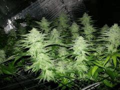 weed