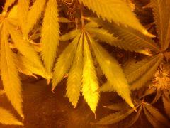Les feuilles jaunissent à Flo +44