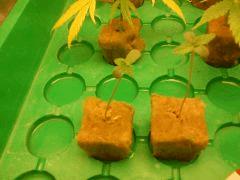 Critical + Flower power Cro+2