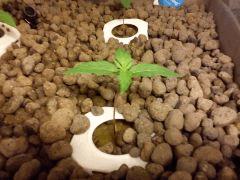 J+9 PLante 3