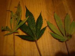 Feuilles