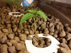 PLant 3