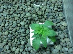 Special Kush J18