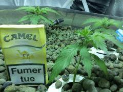 J20 Special Kush 2