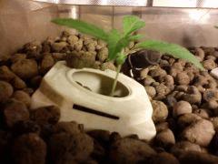 PLant 4