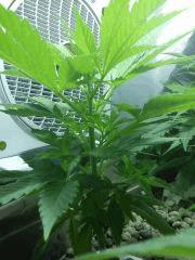 La petite critical