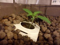 J+9 plante 3