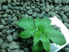 Special Kush J+15