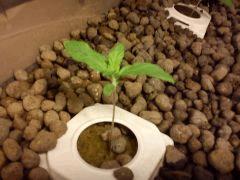 J+9 PLante 2
