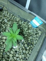 Special KUSH !j+18
