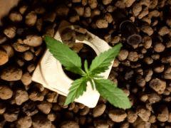 PLant 4 (dessus)