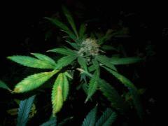 Deux plantes sont atteintes